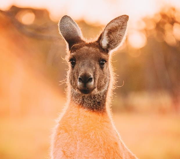 kangaroo at sunset